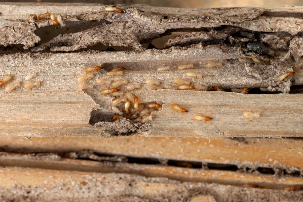 Best Best Pest Control Companies  in Wauconda, IL
