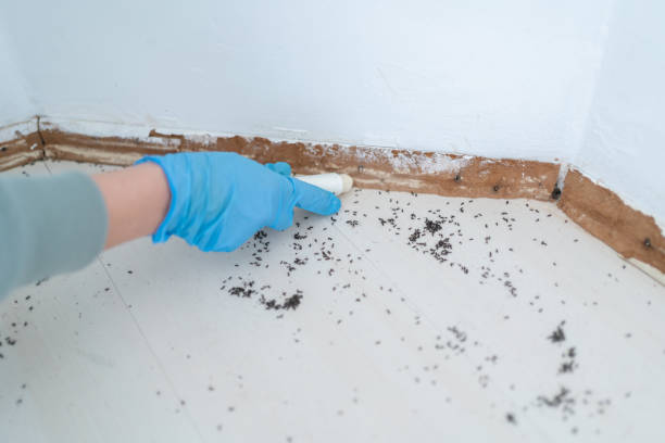 Best Flea Control Services  in Wauconda, IL
